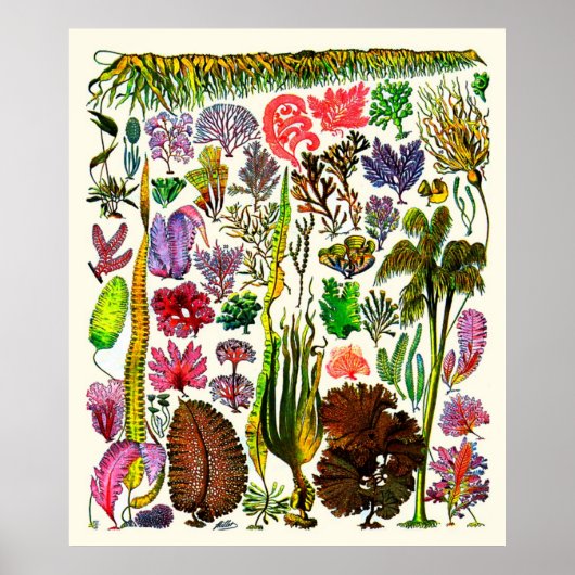 Adolphe Millot ~ Seetang Poster (Vorne)