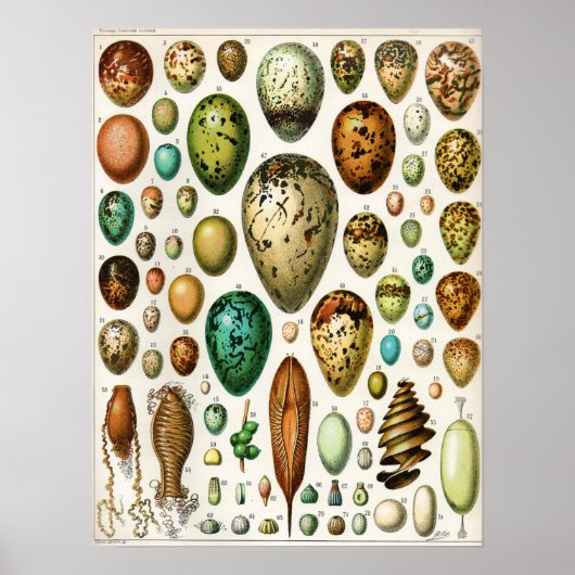 Adolphe Millot Vintage Vogeleier Poster (Vorne)