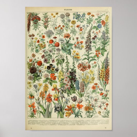 Adolphe Philippe Millot Fleurs Poster (Vorne)