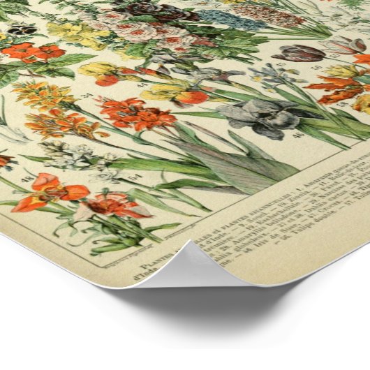 Adolphe Philippe Millot Fleurs Poster (Ecke)