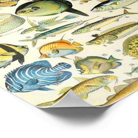 Adolphmehlfisch A Poster (Ecke)