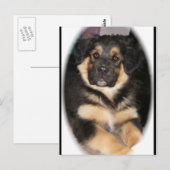 Adoptable_GSD_mix Postkarten (Vorne/Hinten)