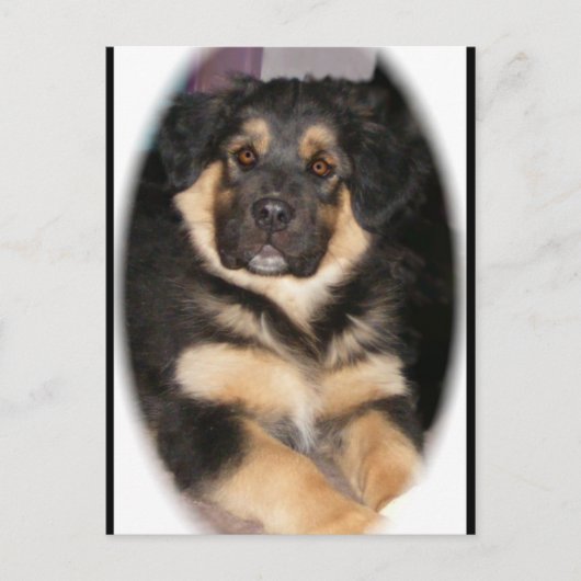 Adoptable_GSD_mix Postkarten (Vorderseite)