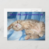 Adoptier einer Rettungskatze Postkarte (Vorne/Hinten)