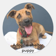 Adoptier eines Hundewelpen 023