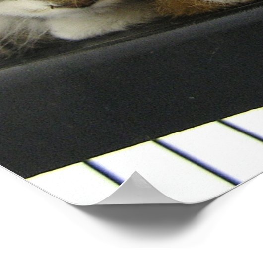 Adoptier heute eine Unterschlupf Poster (Ecke)