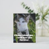 Adoptier mir bitte.. Liebe für immer Katze Postkarte (Stehend Vorderseite)