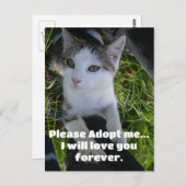 Adoptier mir bitte.. Liebe für immer Katze Postkarte (Vorne/Hinten)