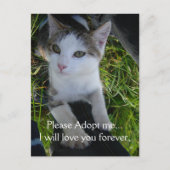 Adoptier mir bitte.. Liebe für immer Katze Postkarte (Vorderseite)