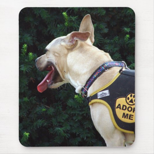 Adoptier mir mousepad (Vorne)