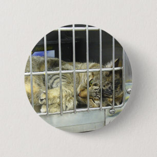 Adoptieren Sie einen Katzen-Knopf 001 Button