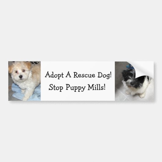 Adoptieren Sie einen Resuce Hund - Havanese Welpen Autoaufkleber (Vorne)