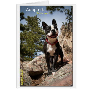 Adoptiert. Boston Terrier