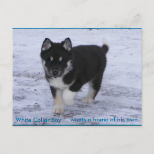 Adoptiert Hunde Postkarte