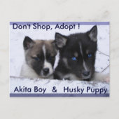 Adoptiert Hunde Postkarte (Vorderseite)