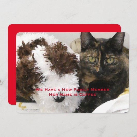 Adoption der Katze, Name, Foto, Ankündigung (Vorne/Hinten)