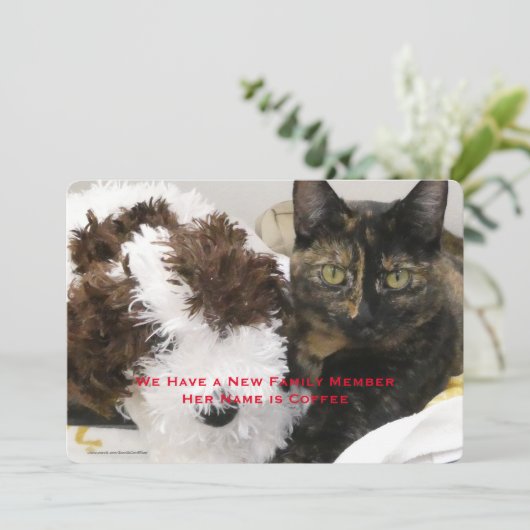 Adoption der Katze, Name, Foto, Ankündigung (Stehend Vorderseite)