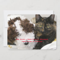 Adoption der Katze, Name, Foto,