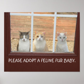 Adoption-Poster für Katzen Poster