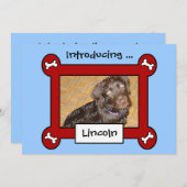 Adoption von Hunden oder Geburtsankündigungen (Rot Ankündigung (Vorne/Hinten)