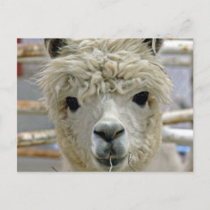 Adorable Alpaca Postkarte