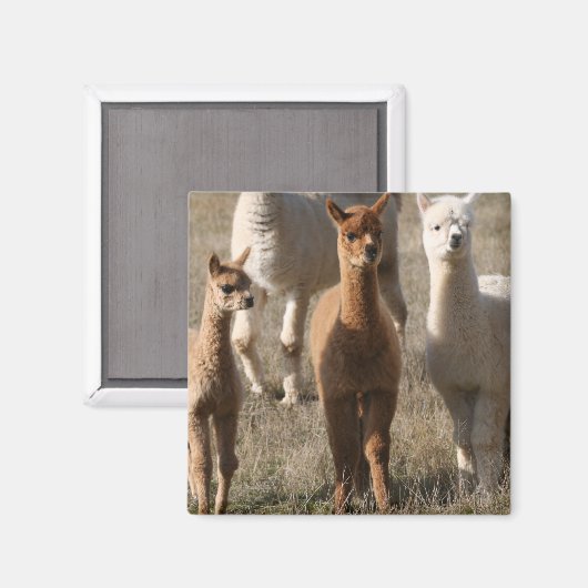 Adorable Alpacas Magnet (Vorderseite/Rückseite)