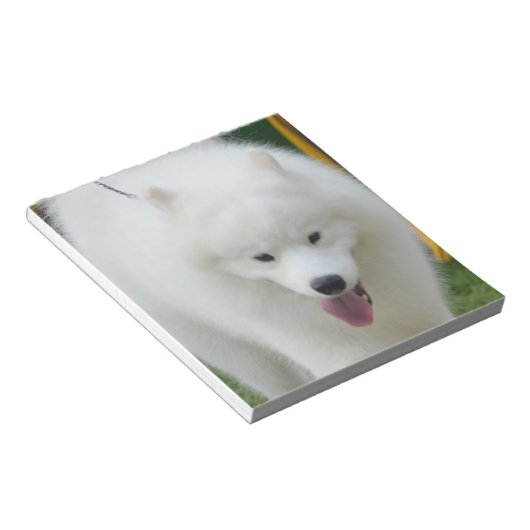 Adorable American Eskimo Dog Notizblock (angewinkelt)