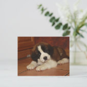 Adorable and Sweet St. Bernard Puppy Postkarte (Stehend Vorderseite)