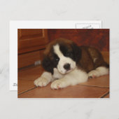 Adorable and Sweet St. Bernard Puppy Postkarte (Vorne/Hinten)