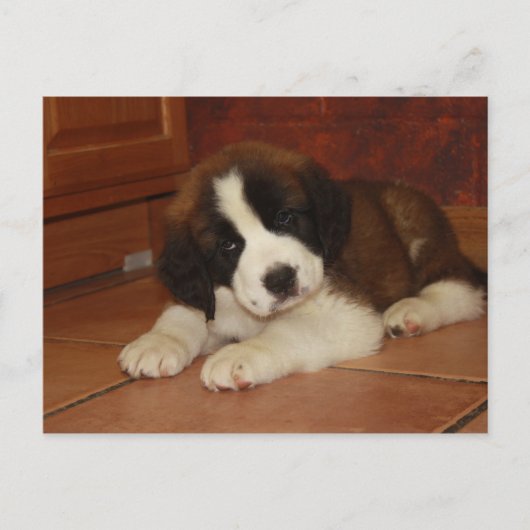 Adorable and Sweet St. Bernard Puppy Postkarte (Vorderseite)