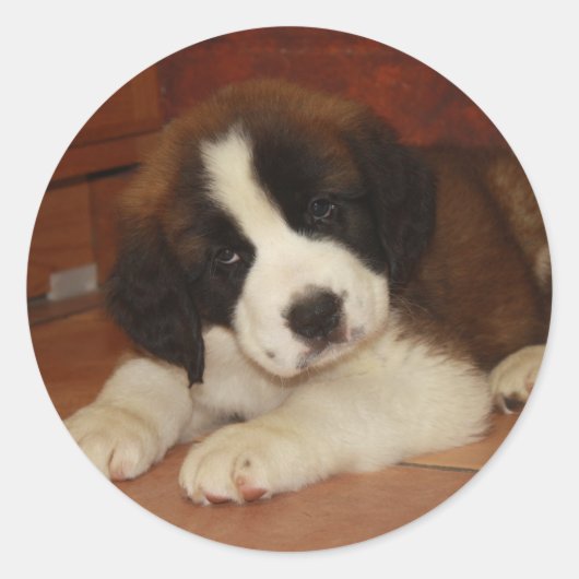 Adorable and Sweet St. Bernard Puppy Runder Aufkleber (Vorderseite)