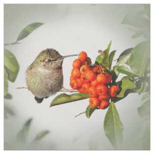 Adorable Anna's Hummingbird auf der Berry Bush Stoff