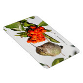 Adorable Anna's Hummingbird über Berry Bush Magnet (Rechte Seite)