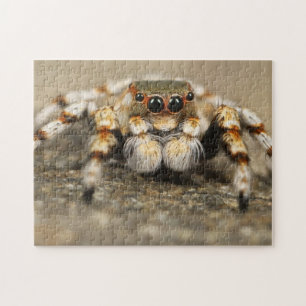 Adorable Arachnid Springspinne Foto Puzzle