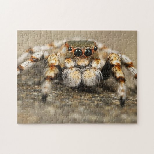 Adorable Arachnid Springspinne Foto Puzzle (Horizontal)