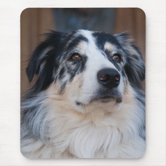 Adorable Australian Shepherd Mix Nah-Up Foto Mousepad (Vorne)