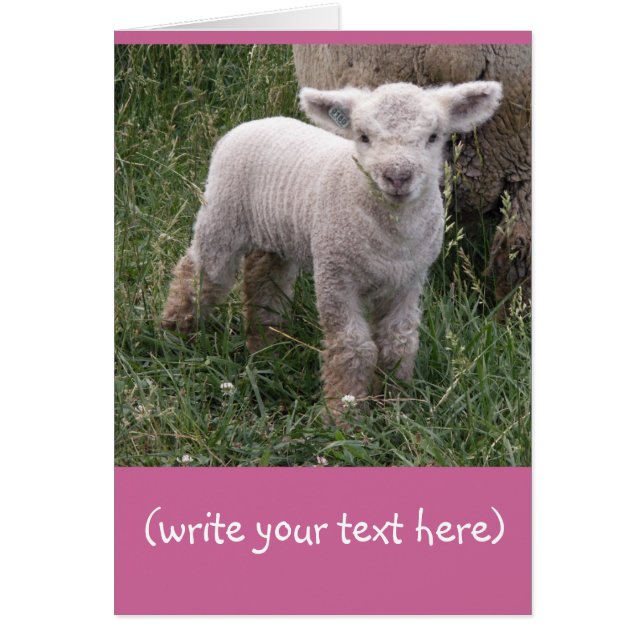 Adorable Baby (Vorne)