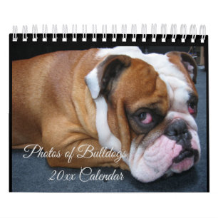 Adorable Baby & Adult English Bulldogs Calendar Kalender
