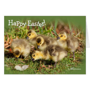 Adorable Baby Canada Gänse auf dem Gras