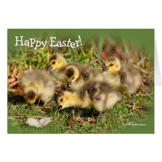 Adorable Baby Canada Gänse auf dem Gras (Vorderseite (Horizontal))