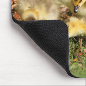 Adorable Baby Canada Gänse auf dem Gras Mousepad (Ecke)