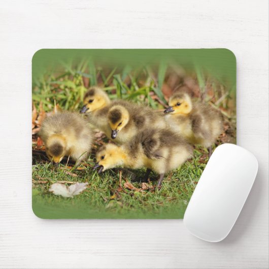 Adorable Baby Canada Gänse auf dem Gras Mousepad (Mit Mouse)
