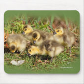 Adorable Baby Canada Gänse auf dem Gras Mousepad (Vorne)