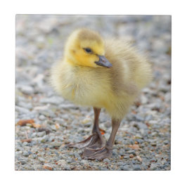 Adorable Baby Canada Goose on Gravel Fliese