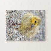 Adorable Baby Canada Goose on Gravel Puzzle (Horizontal)