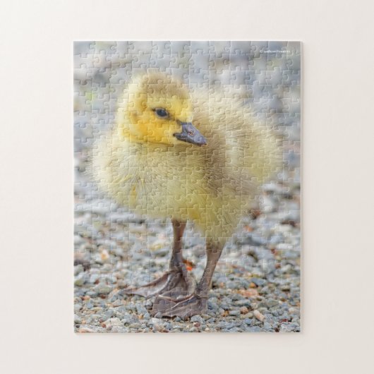 Adorable Baby Canada Goose on Gravel Puzzle (Vertikal)