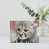 Adorable Baby Cheetah Postcard Postkarte (Stehend Vorderseite)