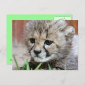 Adorable Baby Cheetah Postcard Postkarte (Vorne/Hinten)