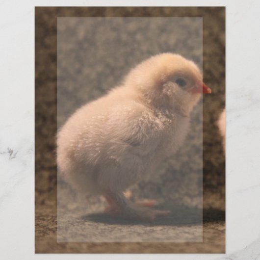 Adorable Baby Chick Stationery (Vorderseite)