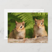 Adorable Baby Chipmunk Geschwister Postkarte (Vorne/Hinten)